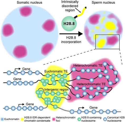 Sperm chromatin condensation and single